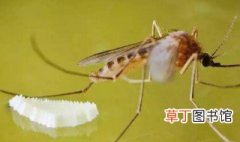水培植物里的蚊子幼虫怎么杀死 水培植物里的蚊子幼虫如何杀死