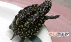 斑点龟怎么养? 斑点龟养殖方法介绍
