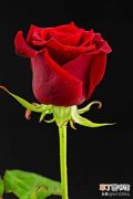 玫瑰花竟有10种颜色 各种玫瑰花颜色的含义