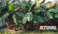 芭蕉的种植与养殖方法 芭蕉的种植与养殖方法分享