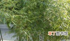 竹子种植时间和方法 竹子种植时间和方法介绍