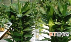 观音竹的繁殖方法 观音竹的繁殖方法介绍