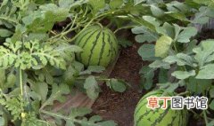 种西瓜的方法和枝术 种西瓜的方法和枝术介绍