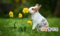 如花似玉是什么生肖 兔子相关介绍