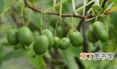 软枣猕猴桃适合什么地方种植 软枣猕猴桃适合在海拔多少的地方
