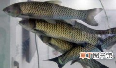 广东的皖鱼是什么鱼 广东的皖鱼简单介绍