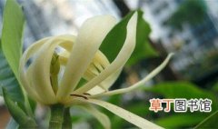 白兰花的种植方法和注意事项 白兰花的种植方法和注意事项简单