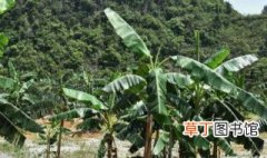 芭蕉树的种植与养殖方法 芭蕉树的种植与养殖方法介绍