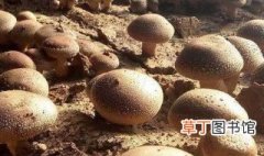 香菇种植技术 香菇怎么种植