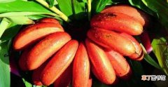 教你如何看红皮香蕉成熟度与催熟方法 红皮香蕉怎么判断成熟了