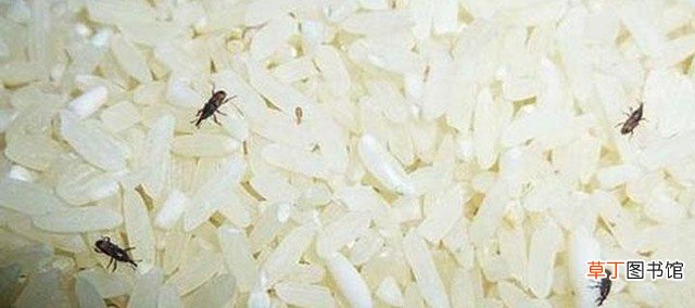 学会放这几大法宝再也不怕有虫了 大米里面放什么东西可以防虫子