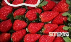 奶油草莓的得名是因为该品种的草莓 奶油草莓的得名的原因