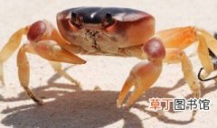 螃蟹习性 螃蟹习性简单介绍