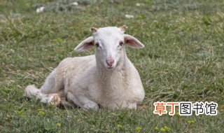 羊排的家常做法 简单羊排怎么做