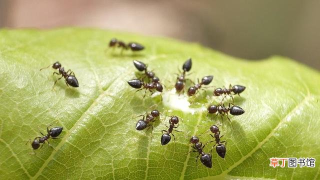 安利灭小蚂蚁最有效快速的方法 家里出现蚂蚁怎么根除呢
