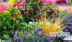 华东常见花境植物 华东常见花植物有哪些