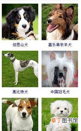 盘点45种名犬可爱图片 宠物狗的品种大全