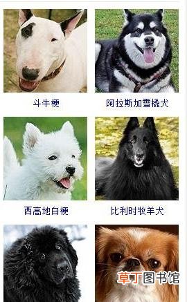 盘点45种名犬可爱图片 宠物狗的品种大全