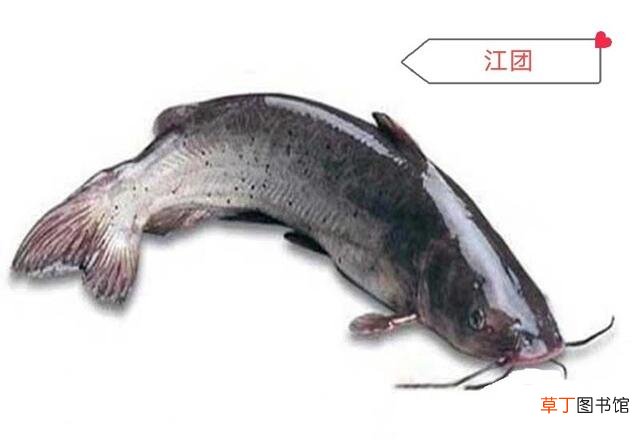盘点常用来制作酸菜鱼的7种鱼 哪种鱼最适合做酸菜鱼