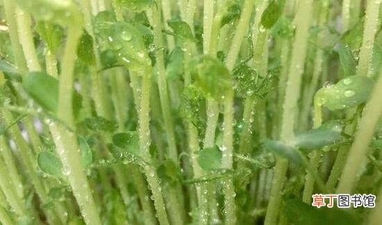 如何种植芽苗菜 芽苗菜种植技术方法教程