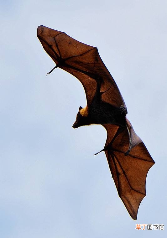 关于蝙蝠的一些小知识 蝙蝠属于什么类的动物