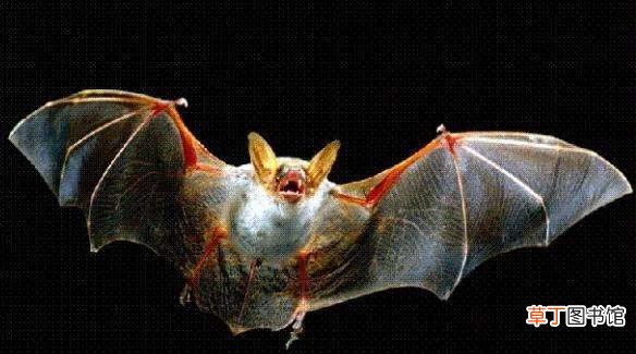 关于蝙蝠的一些小知识 蝙蝠属于什么类的动物