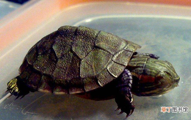 盘点史上最失败的六大入侵生物 鳄龟可以吃吗有细菌吗