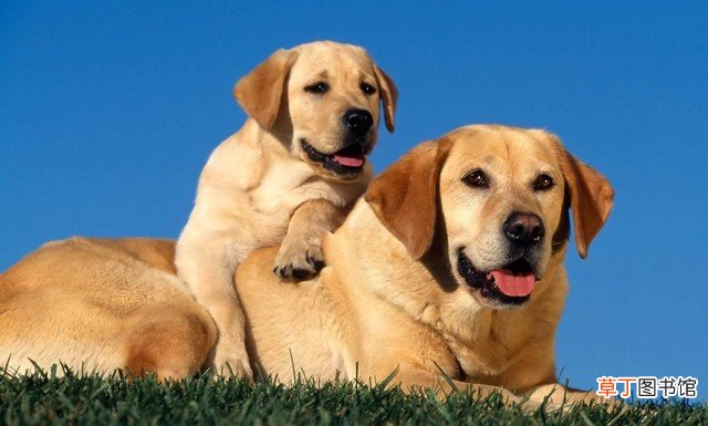 十种最受欢迎的宠物狗推荐 宠物狗的品种排名有哪些
