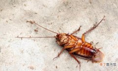 根治蟑螂的最有效方法大全 蟑螂最怕三种克星是什么