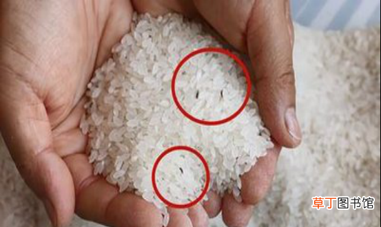 教你3招轻松消灭米虫的方法 大米长虫了怎么办呀