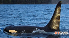 虎鲸为什么讨厌海豚 虎鲸和海豚哪个聪明