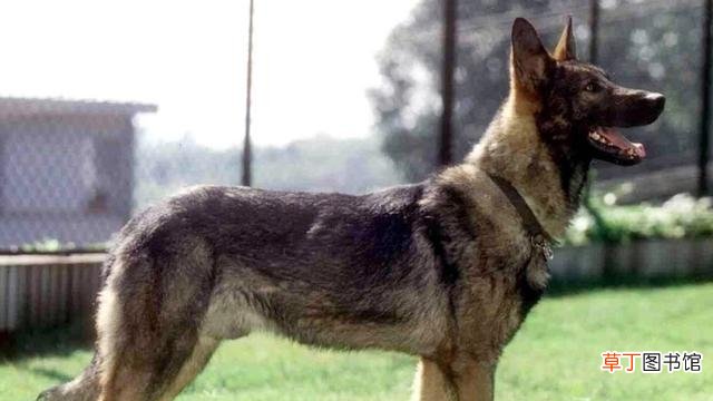 推荐5种非常帅气的狼犬 狼犬有哪些品种