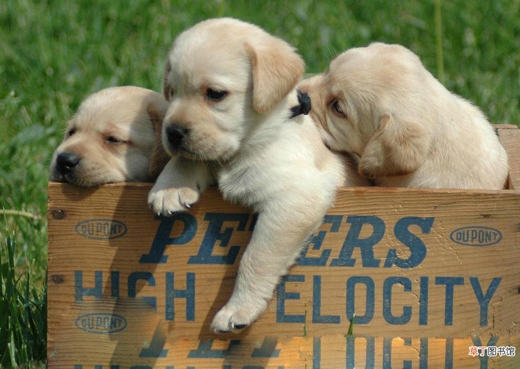养拉布拉多的喂养方式 神犬小七的狗狗品种是什么