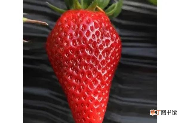 盘点国内十大最受欢迎的草莓品种 草莓的品种排名有那哪些