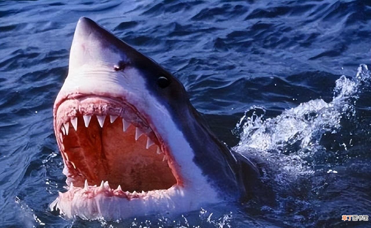 地球上牙齿最多的10种动物 什么动物的牙齿最多