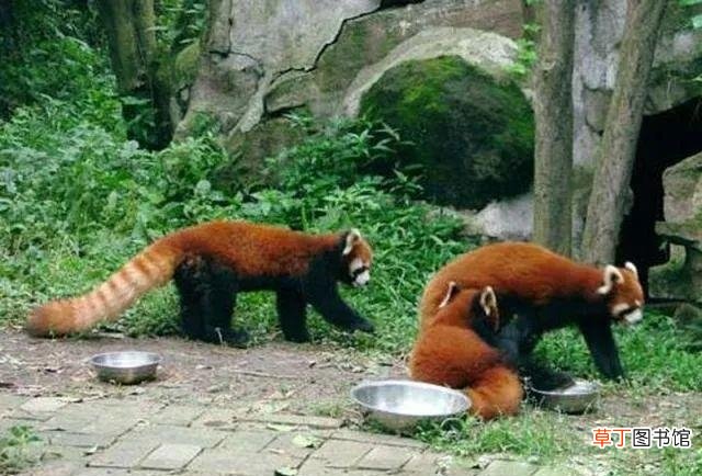 小熊猫和小浣熊有什么区别呢（一分钟教你如何区分小熊猫与浣熊)