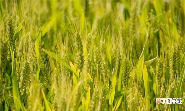附2022年收割时间表 割麦最佳的季节是多久呢