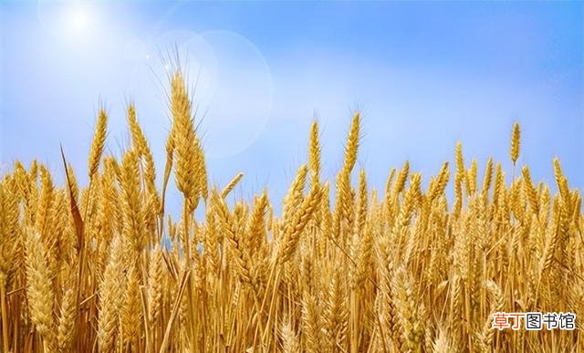 附2022年收割时间表 割麦最佳的季节是多久呢