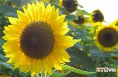 向日葵为什么向着太阳 简单介绍向日葵的特点