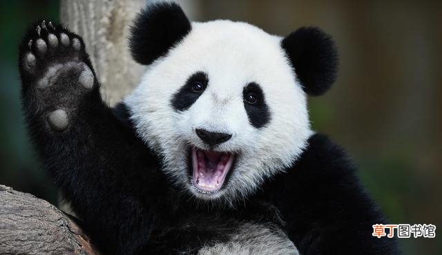 揭秘为什么只有中国可以拥有大熊猫 国宝大熊猫是中国独有的吗