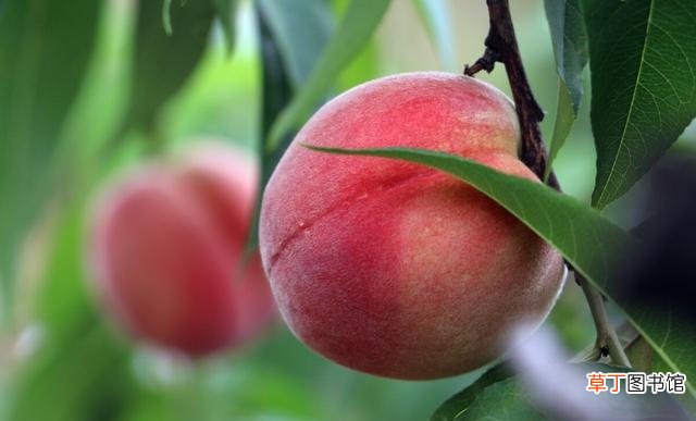 水蜜桃如何种植呢 水蜜桃成熟的季节分享