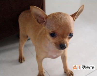 分享体型最小的5种狗狗 世界上最小的狗是哪种