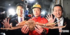 世界最贵螃蟹记录 日本螃蟹拍出500万天价是真的吗