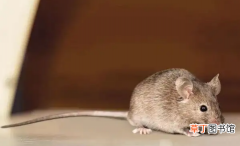 老鼠的智商相当于几岁小孩_老鼠的智商在动物界排第几名