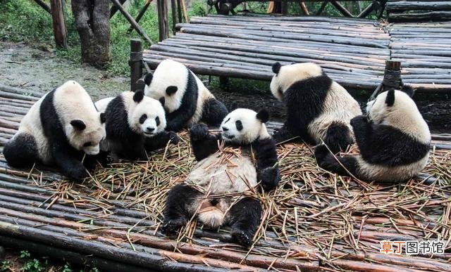 熊猫的繁殖异常艰难的原因 大熊猫繁殖率为什么这么低呢
