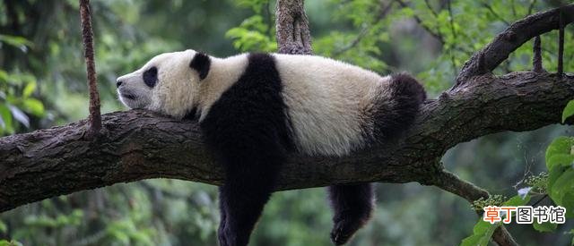 熊猫的繁殖异常艰难的原因 大熊猫繁殖率为什么这么低呢