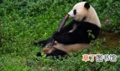 大熊猫一般睡几个小时 大熊猫相关介绍