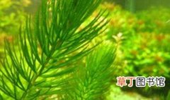 金鱼藻和绿菊的区别 金鱼藻和绿菊区别在哪里