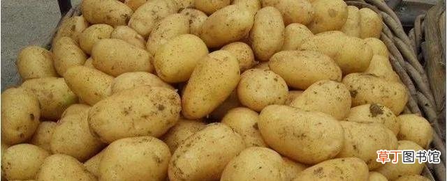 告诉你半年都不长芽的4个小技巧 土豆怎么储存不会发芽和发青呢