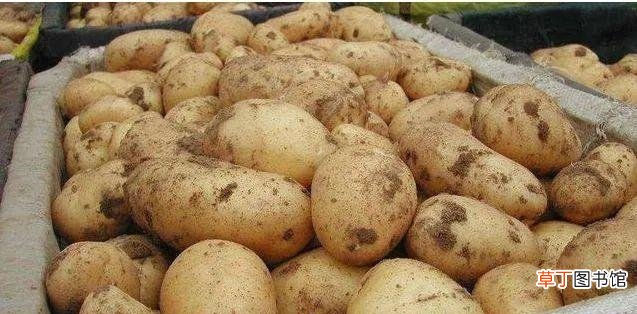 告诉你半年都不长芽的4个小技巧 土豆怎么储存不会发芽和发青呢